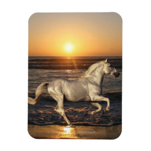 Fantastische paarden: Sunset Magneet
