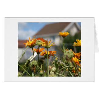 Fantastische schoonheid