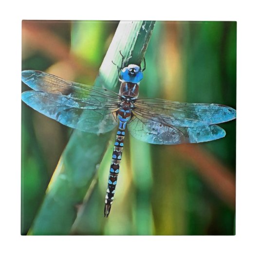 Fantasy Dragonfly in Turquoise en Black Tegeltje (Voorkant)