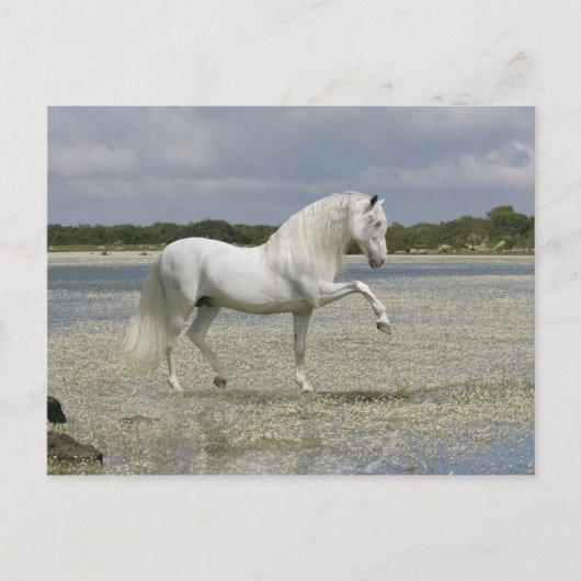 Fantasy Horses: Heer van het meer Briefkaart (Voorkant)