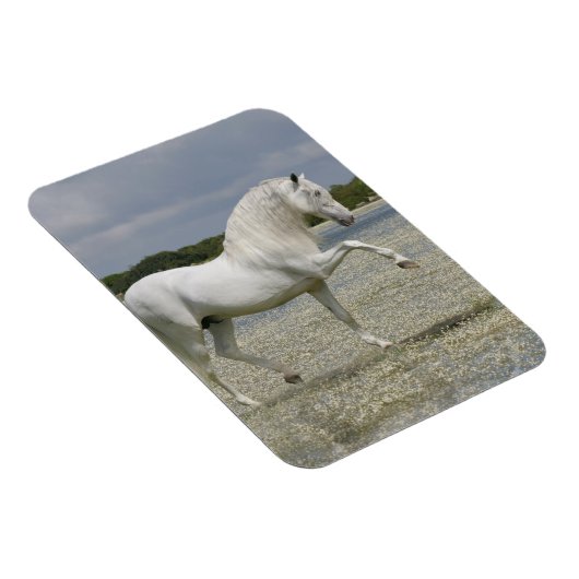 Fantasy Horses: Heer van het meer Magneet (Rechterzijde)