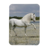 Fantasy Horses: Heer van het meer Magneet (Verticaal)