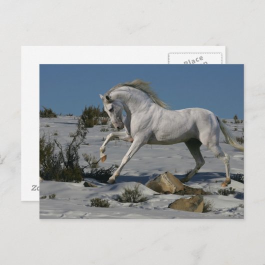 Fantasy Horses: sneeuwkoning Briefkaart (Voorkant / Achterkant)