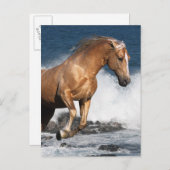 Fantasy Horses: Summer Splash Briefkaart (Voorkant / Achterkant)