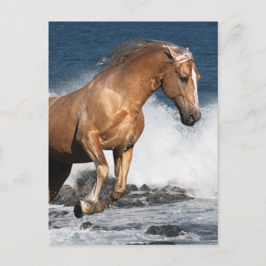 Fantasy Horses: Summer Splash Briefkaart (Voorkant)