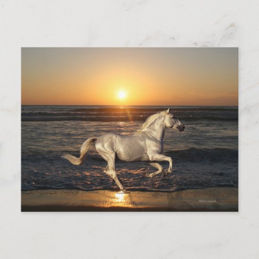Fantasy Horses: Sunset Briefkaart (Voorkant)