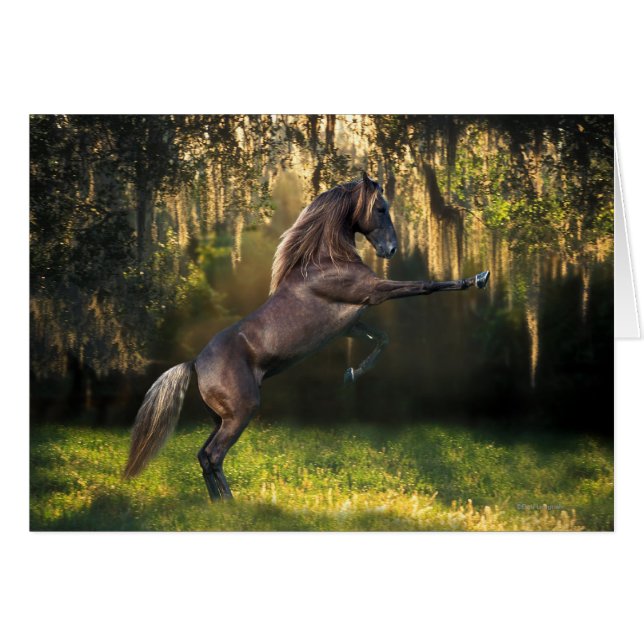 Fantasy Horses: Warrior Prince (Voorkant Horizontaal)