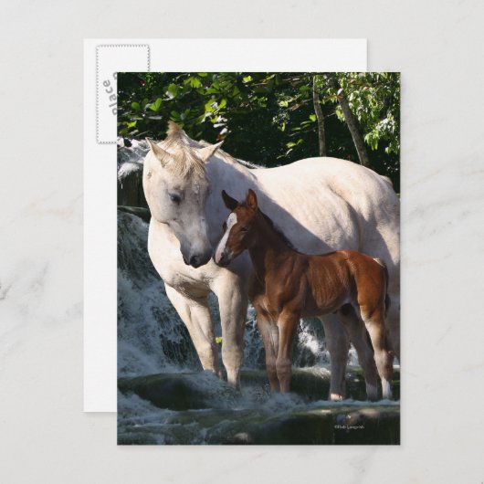 Fantasy Horses: Waterval Briefkaart (Voorkant / Achterkant)