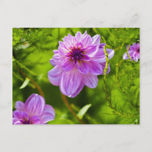 Fantasy Roze Dahlia Briefkaart