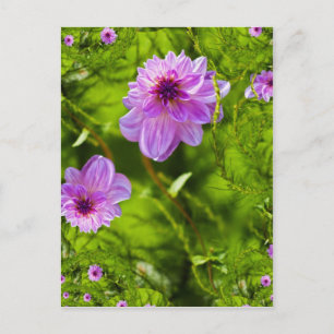 Fantasy Roze Dahlia Briefkaart