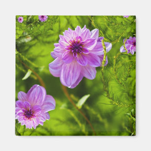 Fantasy Roze Dahlia Magneet
