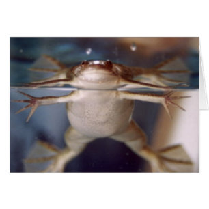 Fantôme de la carte Plusieurs Jambes