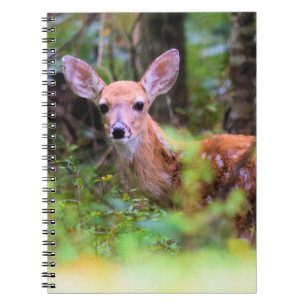 Faon dans les Bois - Cache-cache - Cahier