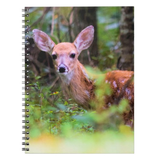 Faon dans les Bois - Cache-cache - Cahier (Devant)