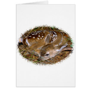 Faon de cerf de Virginie