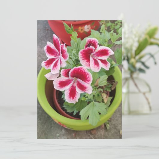 Fareham Pelargonium Flower Flat Kaart (Staand voorkant)