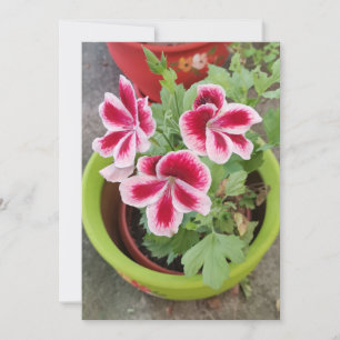 Fareham Pelargonium Flower Flat Kaart