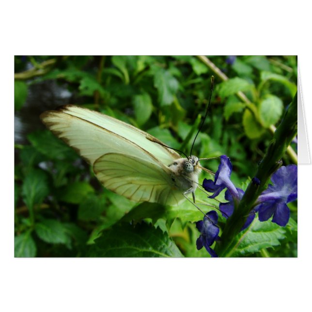 farfalla bianca (Devant horizontal)