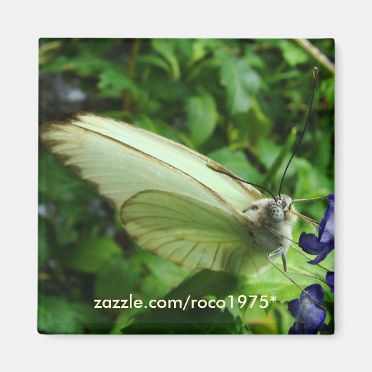 Farfalla Bianca Magneet (Voorkant)