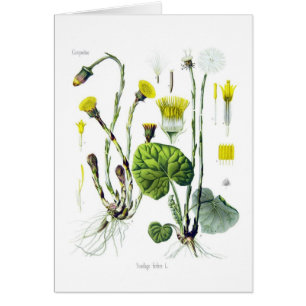 Farfara de Tussilago (Coltsfoot)