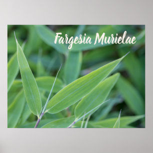 Fargesia murielae Bamboo plant voor tuinbouwcadeau Poster