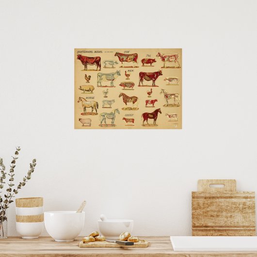 Farm Animals Anatomy Atlas Poster (Keuken)