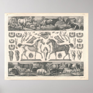 Farm Animals Print 1800's Cows Sheep Horse Pigs
