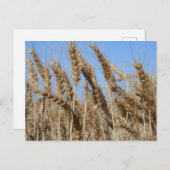 Farm Life USA Carte postale blé (Devant / Derrière)