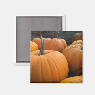 Farmer's Market, Autumn Harvest Pumpkins Magneet