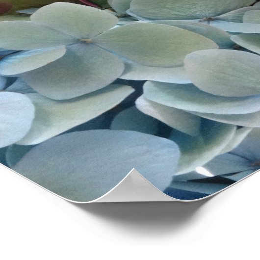 FARMphemera.com affiche "Hydrangeas" (Coin)
