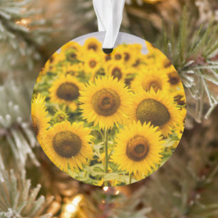 Farms A Sunflower