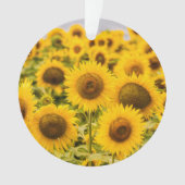 Farms | A Sunflower (devant)