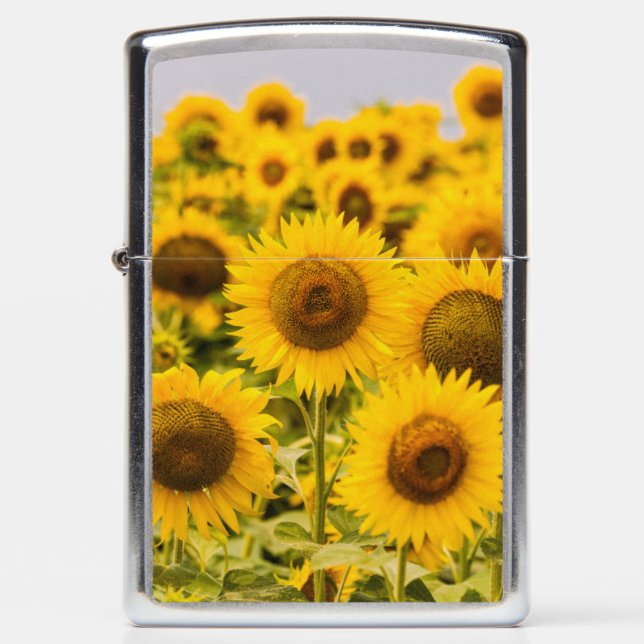 Farms | A Sunflower Field (Voorkant)