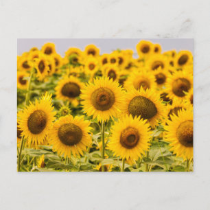 Farms A Sunflower Field Briefkaart