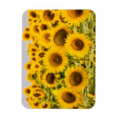 Farms | A Sunflower Field Magneet (Verticaal)
