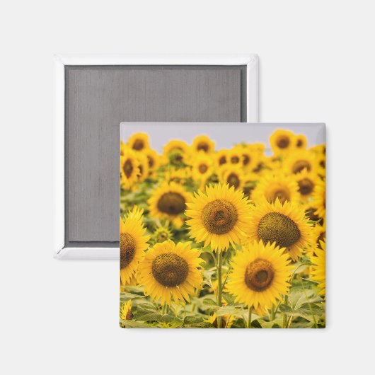 Farms | A Sunflower Field Magneet (Voorkant / Achterkant)