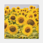 Farms | A Sunflower Field Magneet (Voorkant)