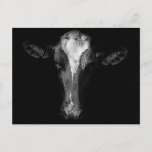 Farms B&W Cow Head Shot Briefkaart