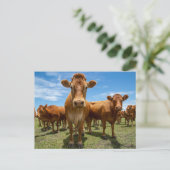 Farms Brown Cow Group Briefkaart (Staand voorkant)