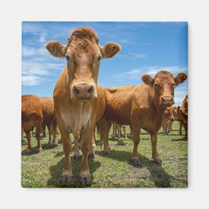 Farms Brown Cow Group Magneet