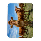 Farms Brown Cow Group Magneet (Verticaal)