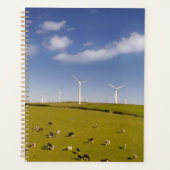 Farms | Cows Near Windmill Farm (Devant)