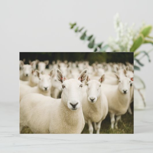 Farms | Herd of Sheep Bedankkaart (Staand voorkant)