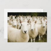 Farms | Herd of Sheep Briefkaart (Voorkant / Achterkant)