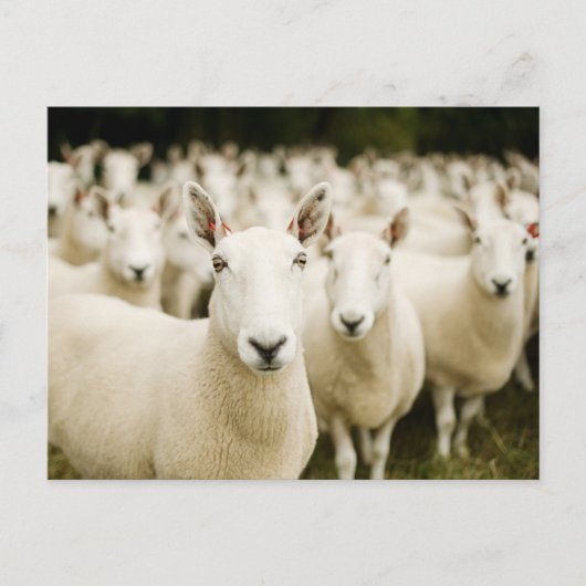 Farms | Herd of Sheep Briefkaart (Voorkant)