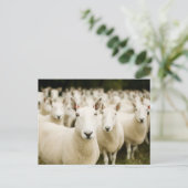 Farms | Herd of Sheep Briefkaart (Staand voorkant)