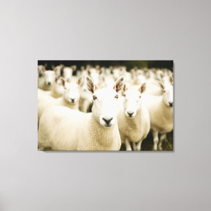 Farms   Herd of Sheep Canvas Afdruk