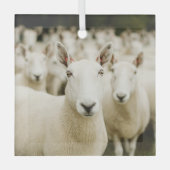Farms | Herd of Sheep Glas Ornament (Voorkant)