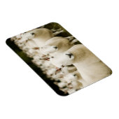 Farms | Herd of Sheep Magneet (Rechterzijde)