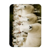 Farms | Herd of Sheep Magneet (Verticaal)